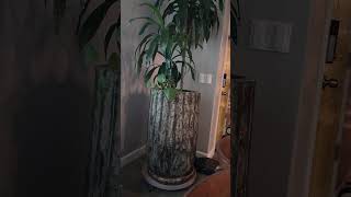 A giant indoor stone tree pot 😃 [upl. by Intisar]