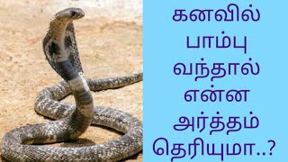 கனவில் பாம்பு வந்தால் என்ன அர்த்தம் தெரியுமா  kanavil pambu vanthal enna palan [upl. by Agbogla276]