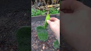 My nopal cactus is looking great in the raised bed that I built out of cedar picket fencing [upl. by Notslar]