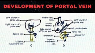 DEVELOPMENT AND PORTAL VEIN [upl. by Illil17]