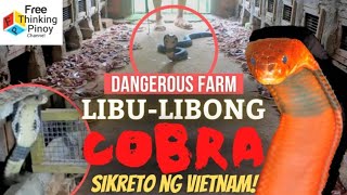 FARM NG 1000 COBRAS  Pulang Cobra Nakita ng mga Snake Catcher [upl. by Tansey168]