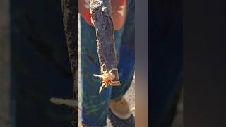 Found a cat faced spider outdoors spider bushcraft [upl. by Dlnaod]