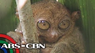 Matanglawin Trivia about tarsiers [upl. by Akienaj]