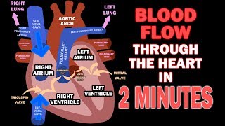 The Circulatory System Part 1 The Heart [upl. by Spain]