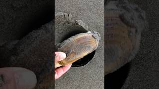 Digging 2 razor clams in seconds [upl. by Diarmit63]