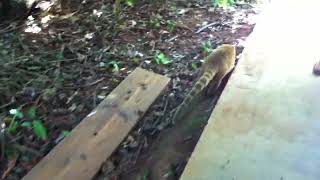 Coatis  Iguazu  Argentina [upl. by Josee]