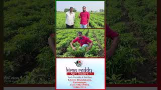 Bheeshma Mirchi Seeds Review with Farmers  Best Variety Mirchi Seeds  Kiran Reddy Agri Traders [upl. by Willcox]