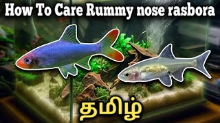 How to care Rummynose rasbora  Sawbwa barb  Tamil [upl. by Aneras]