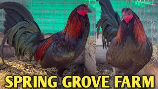 Best Farm California  SPRING GROVE FARM  Beautifull Birds 💯🐓 [upl. by Gruber]