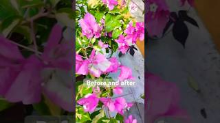 Bougainvillea flowering tipsyoutubeshorts flowers houseplantshopping । Before and after video। [upl. by Akimahs]