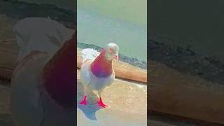 Aaj pakda kabutar delhipigeonlover foryou kabootar vir shortvideo song pigeon sahilkhanvlog [upl. by Lenci]