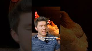 why do most people raise chickens over ducks homestead chicken homesteader [upl. by Nolyd]