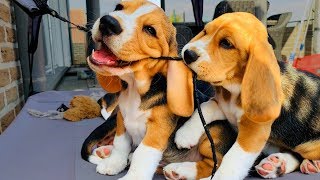 BEAGLE PUPPIES PLAYING 8 Week Old Beagle Puppy Compilation [upl. by Nyraa794]