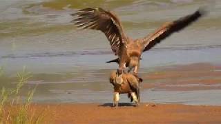 African WhiteBacked Vultures Mating [upl. by Leroy]