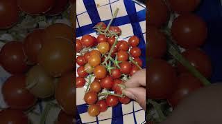 Cherry tomatoes 🍅🍅🍅cherry cherrytomatoes tomatoes mini miniature youtube youtubeshorts yt [upl. by Enyr]