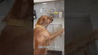 May i help you 🤨noseygoldenretriever goldenretriever nosey funnydog [upl. by Lyret]