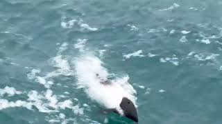 Commersons Dolphin [upl. by Eisdnil334]