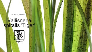 Vallisneria spiralis Tiger [upl. by Airetahs]