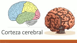 Cómo FUNCIONAN Los Hemisferios Cerebrales  Neuroaprendizaje [upl. by Lajes323]