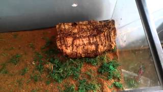 How to setup a garter snake tank August 2013 [upl. by Goldenberg]