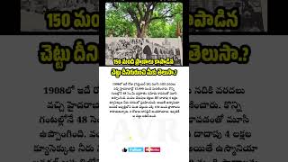 150 మంది ప్రాణాలు కాపాడిన చెట్టు avrupdates [upl. by Eidac]