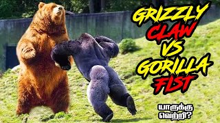 Silver back Gorilla vs Grizzly Bear in Tamil கொரில்லா vs க்ரிஸ்லி கரடி savagepoint gorilla bear [upl. by Schuman]