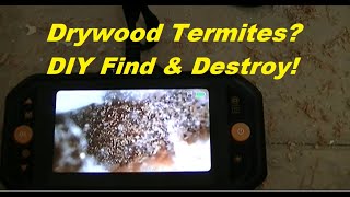 Locate Drywood Termites amp Destroy Them [upl. by Lovering]