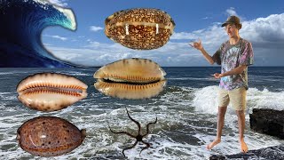 HOW TO FIND BIG RARE COWRY SEASHELLS IN AUSTRALIA  Shelling With Friends Down Under [upl. by Jaine]