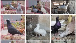 Beautiful😍 colourful pigeons for sale🤑fancy pigeons sale📞7888191645pigeon birds kabootar [upl. by Annoval]