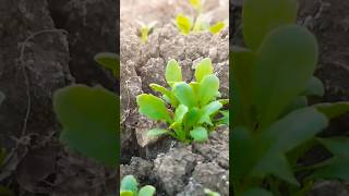 🌱farming afim ki kheti baadi shorts punjabisong shortsfeed trending shortvideos viral shorts [upl. by Audry]