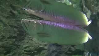 Big silver arowana 12 meter [upl. by Ynnattirb]