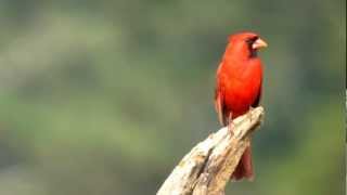 Northern Cardinal singing video [upl. by Hardi606]