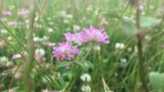 Perzische klaver Trifolium resupinatum  20180614 [upl. by Steffie495]