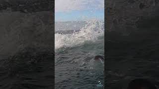 Big Great White Shark Breach [upl. by Jaco]