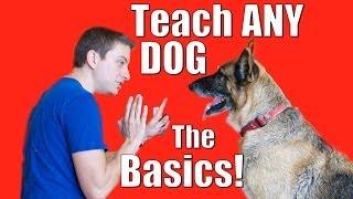 Dog Training 101 How to Train ANY DOG the Basics [upl. by Ralyks]