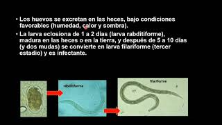 PARASITOLOGÍA APLICADASesión de aprendizaje 5 Uncinaria Ciclo biológico y fisiopatológico [upl. by Nnagem]