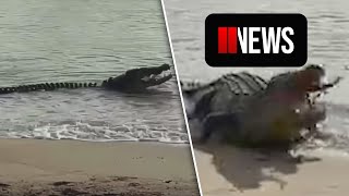 Crocodile eats two beached sharks [upl. by Eiramaneet]