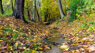 Automne au Parc Josaphat de Schaerbeek [upl. by Telrats]