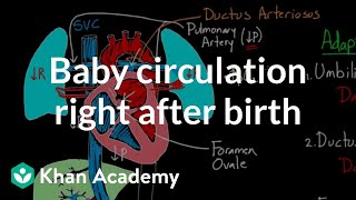 Baby circulation right after birth  Circulatory system physiology  NCLEXRN  Khan Academy [upl. by Kristo]