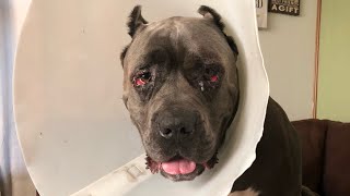 Cane Corso Entropion surgery [upl. by Bernard]