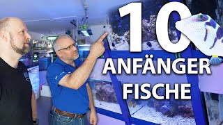 10 Anfängerfische für dein Meerwasseraquarium von nautilusaquaristik7151 [upl. by Hijoung]