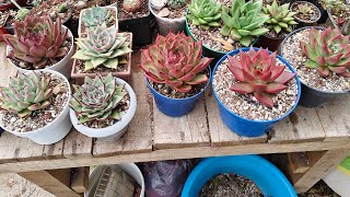 Agavoides una echeveria muy particular [upl. by Nadeau]