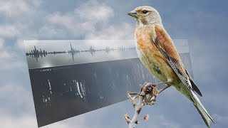 LINNET SONGS – Carduelis cannabina [upl. by Name]