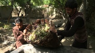 The illicit winemakers of Pakistans north [upl. by Poree]