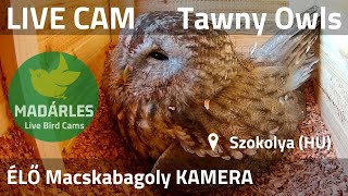 LIVE Tawny Owl Nest Cam Szokolya Hungary [upl. by Norty]