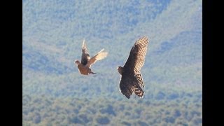 Azor a faisán Cetrería ByVigo Falcons [upl. by Ameehsat398]