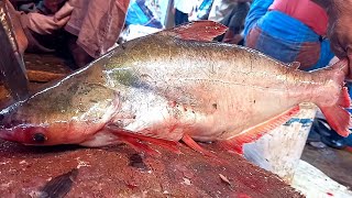 Amazing Alive Giant Pangas Fish Cutting Skills  Big Pangas Fish Cleaning And Cutting In Market [upl. by Ahsika814]