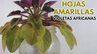 violetas africanas hojas amarillas CHUYITO JARDINERO [upl. by Champ]