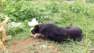 feeding poor dogs at pill of rubbish [upl. by Paquito498]