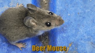 Deer Mouse Peromyscus [upl. by Gabriello315]